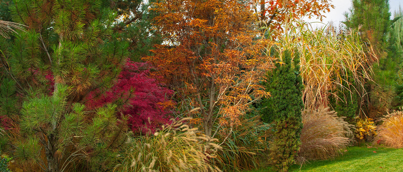 Arbustes à floraison automnale