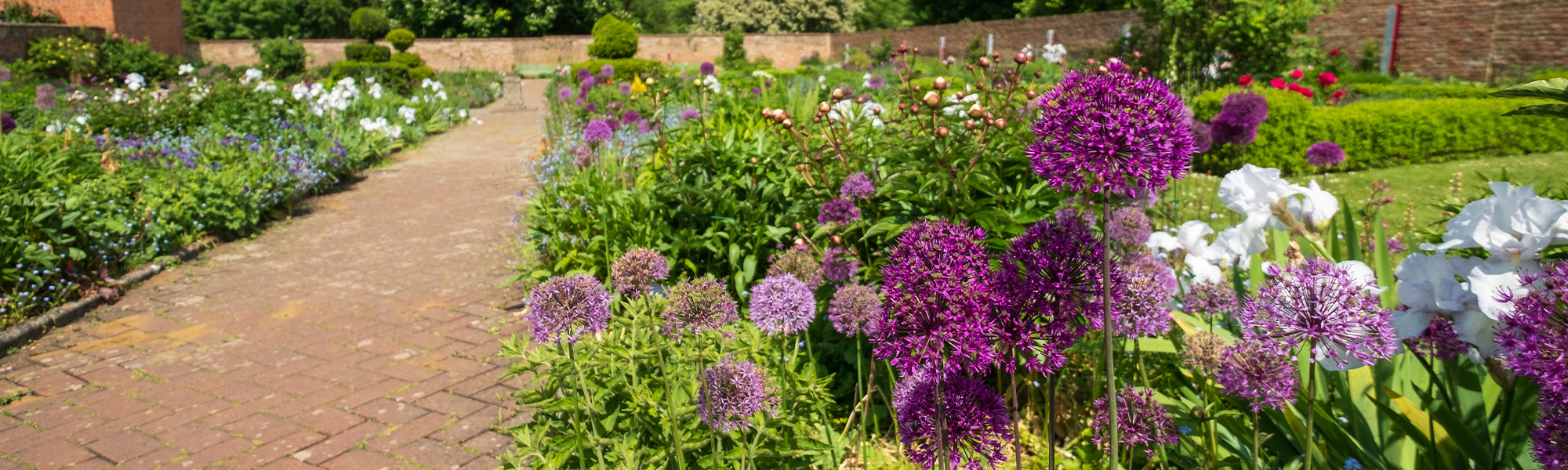 Plantes vivaces à floraison printanière