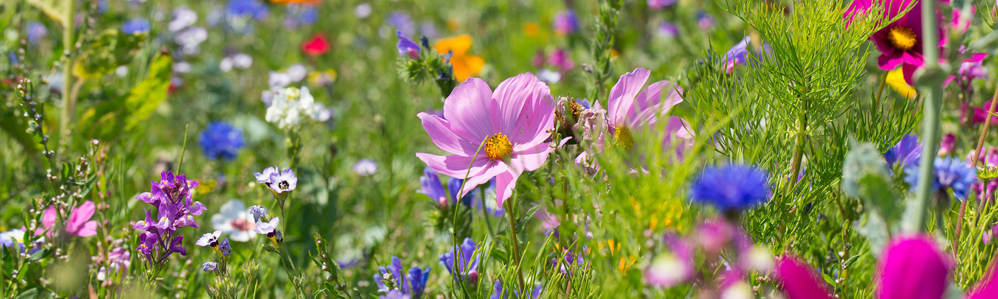 Fleurs mellifères