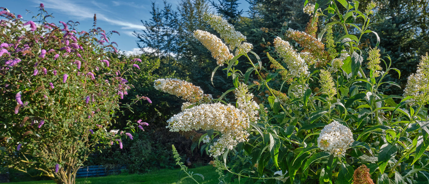 Arbustes à floraison estivale