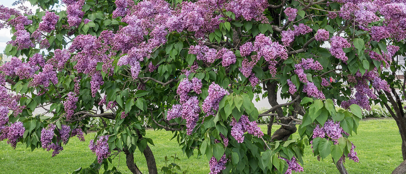 Les écorces décoratives