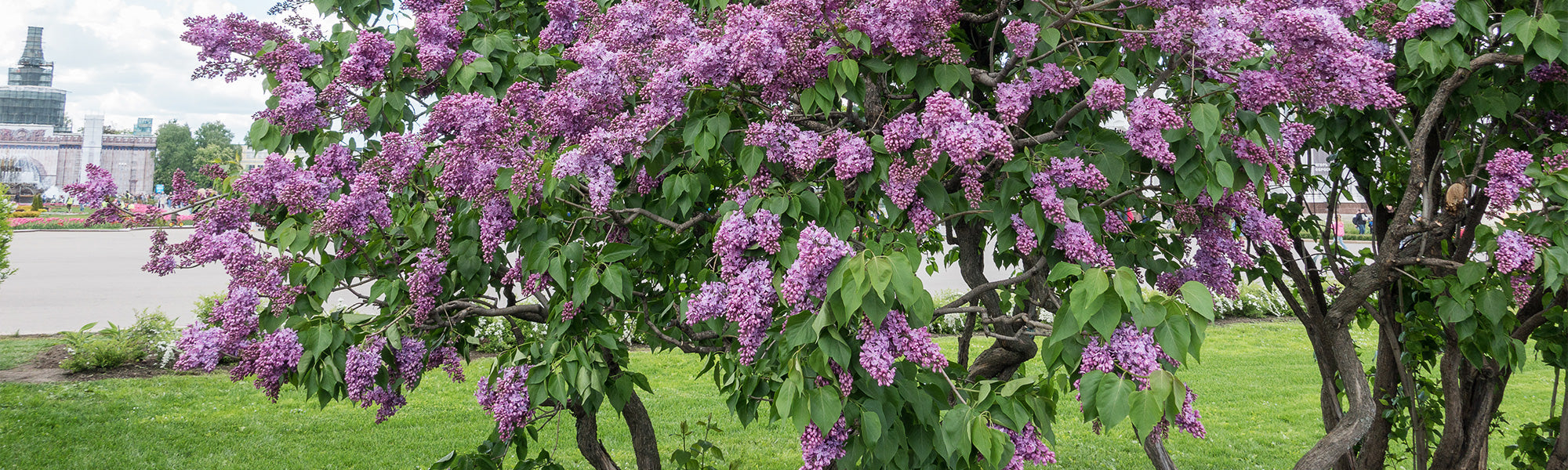 Les écorces décoratives