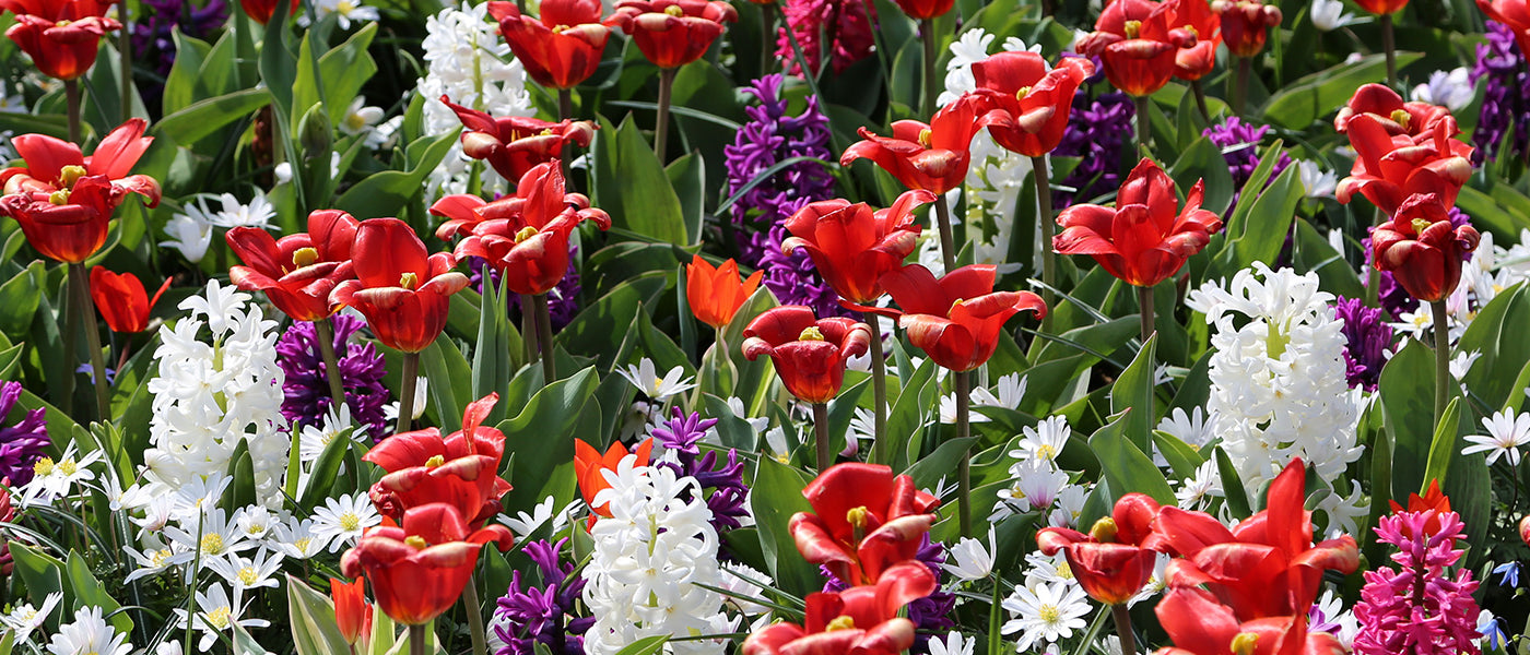 Massif de bulbes à fleurs assorties