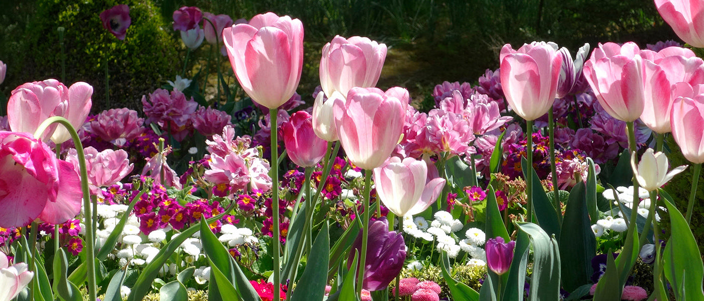 Massif de bulbes à fleurs clé en main