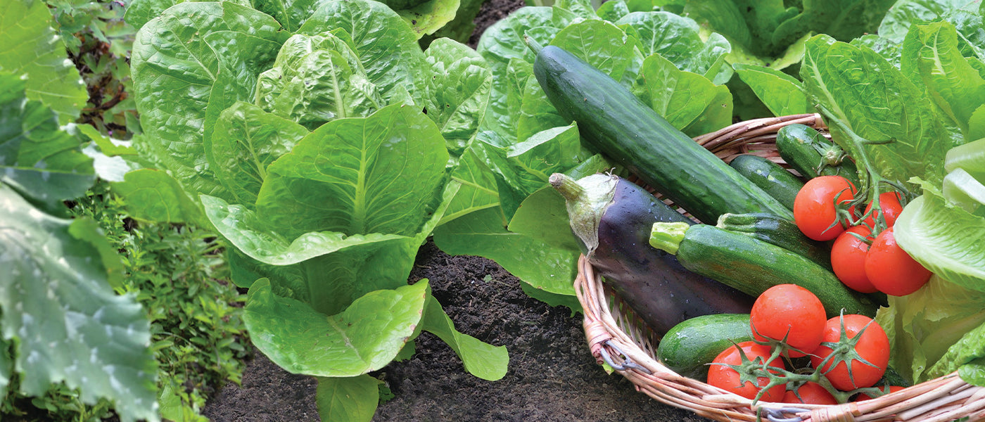 Nouveautés du potager