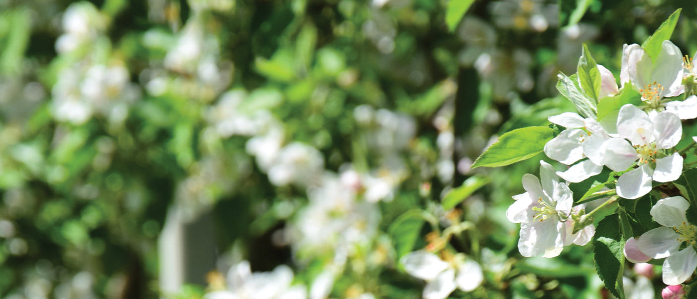 Pommier à fleurs