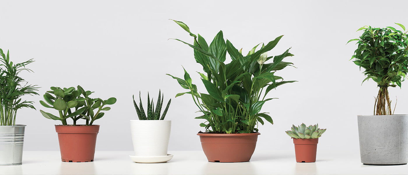 Pots et contenants pour cultiver vos plantes