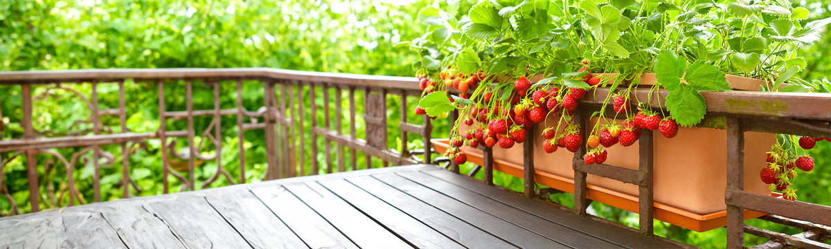 Potager : plantes, fruitiers, aromates pour balcon et terrasse