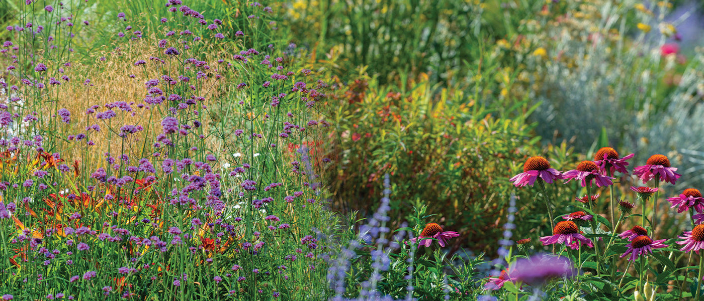 Schizachyrium