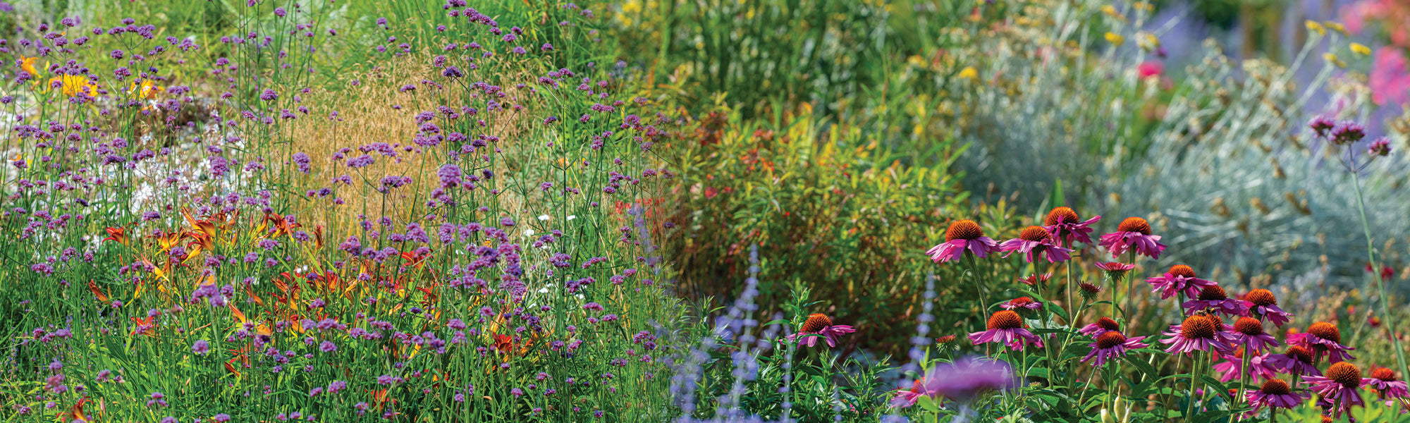 Schizachyrium