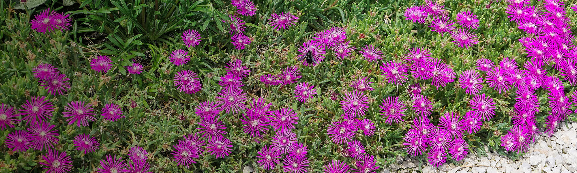 Plantes vivaces à feuillage persistant