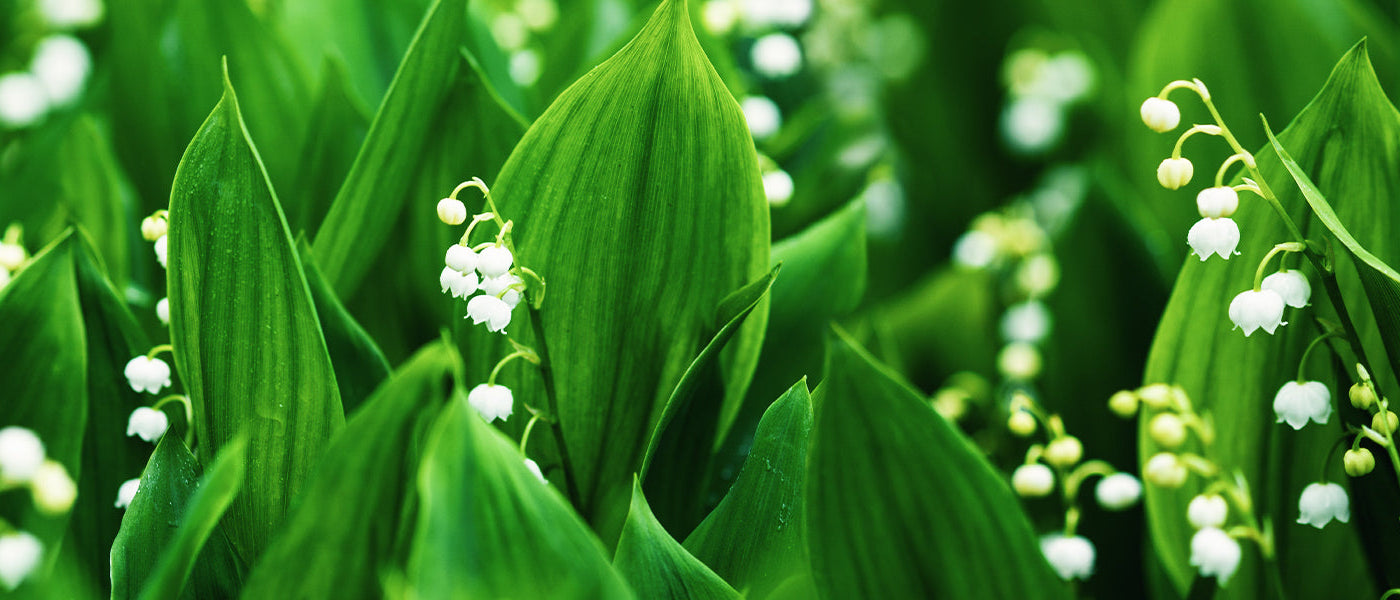 Muguet panaché - Convallaria majalis var. variegata