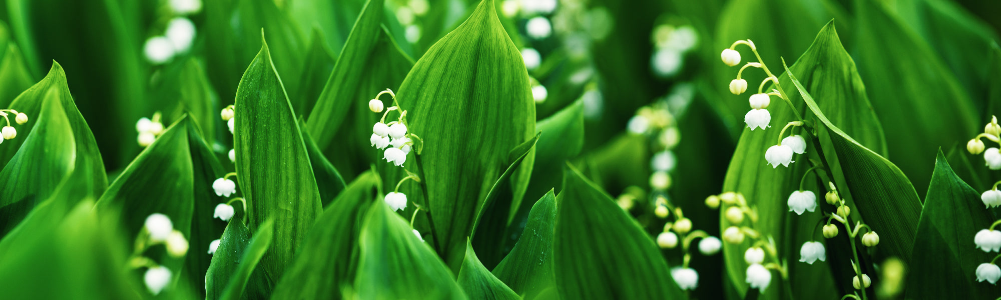 Muguet panaché - Convallaria majalis var. variegata