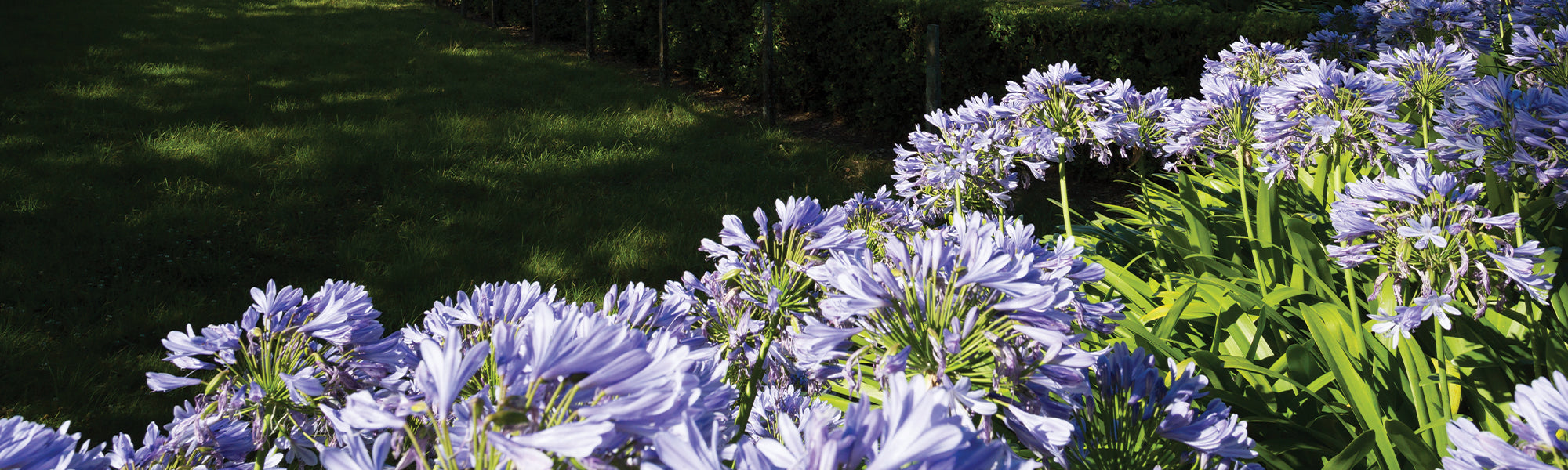 Agapanthe d'Afrique - Agapanthus africanus