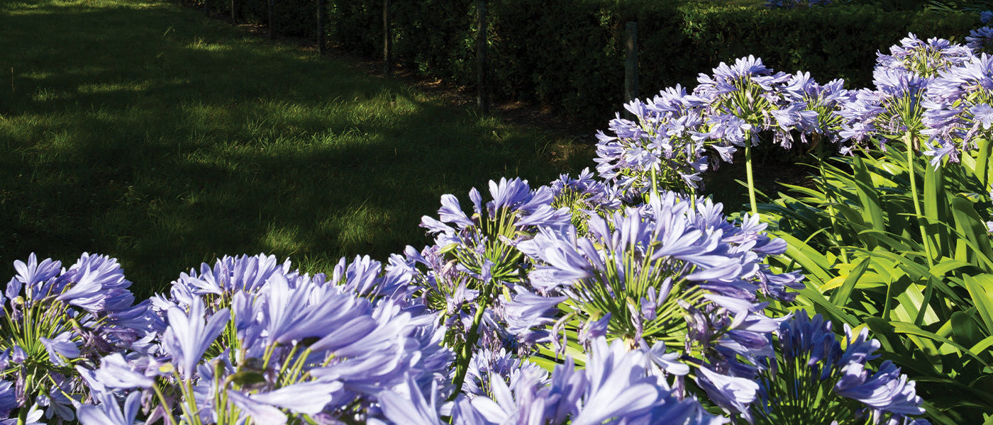 Petite agapanthe - Agapanthus minor