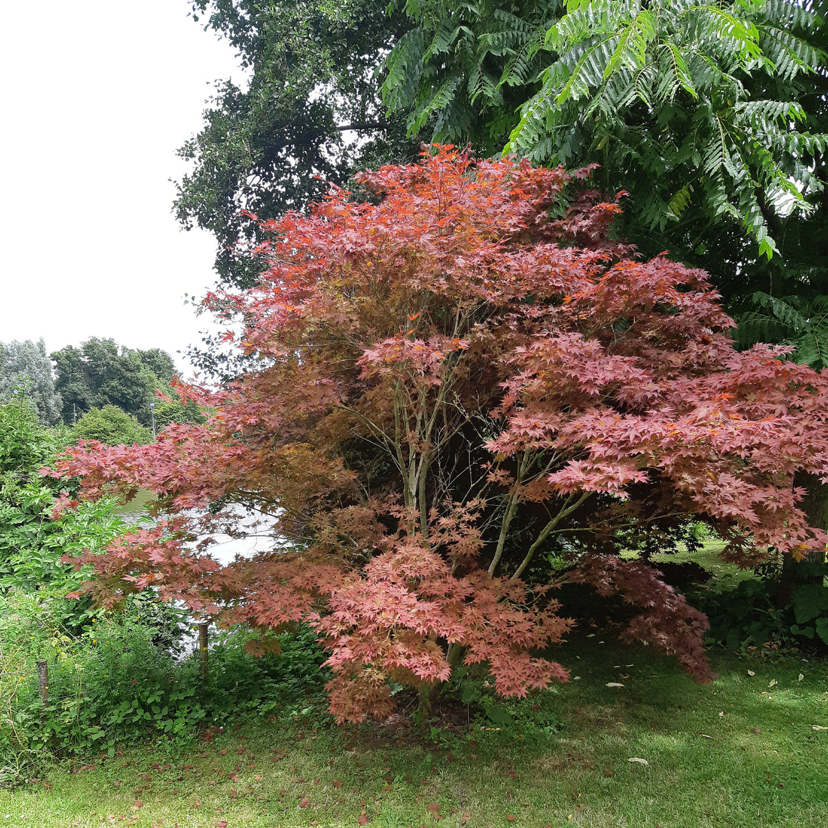 Erable pourpre du Japon - Acer palmatum Atropurpureum - Willemse