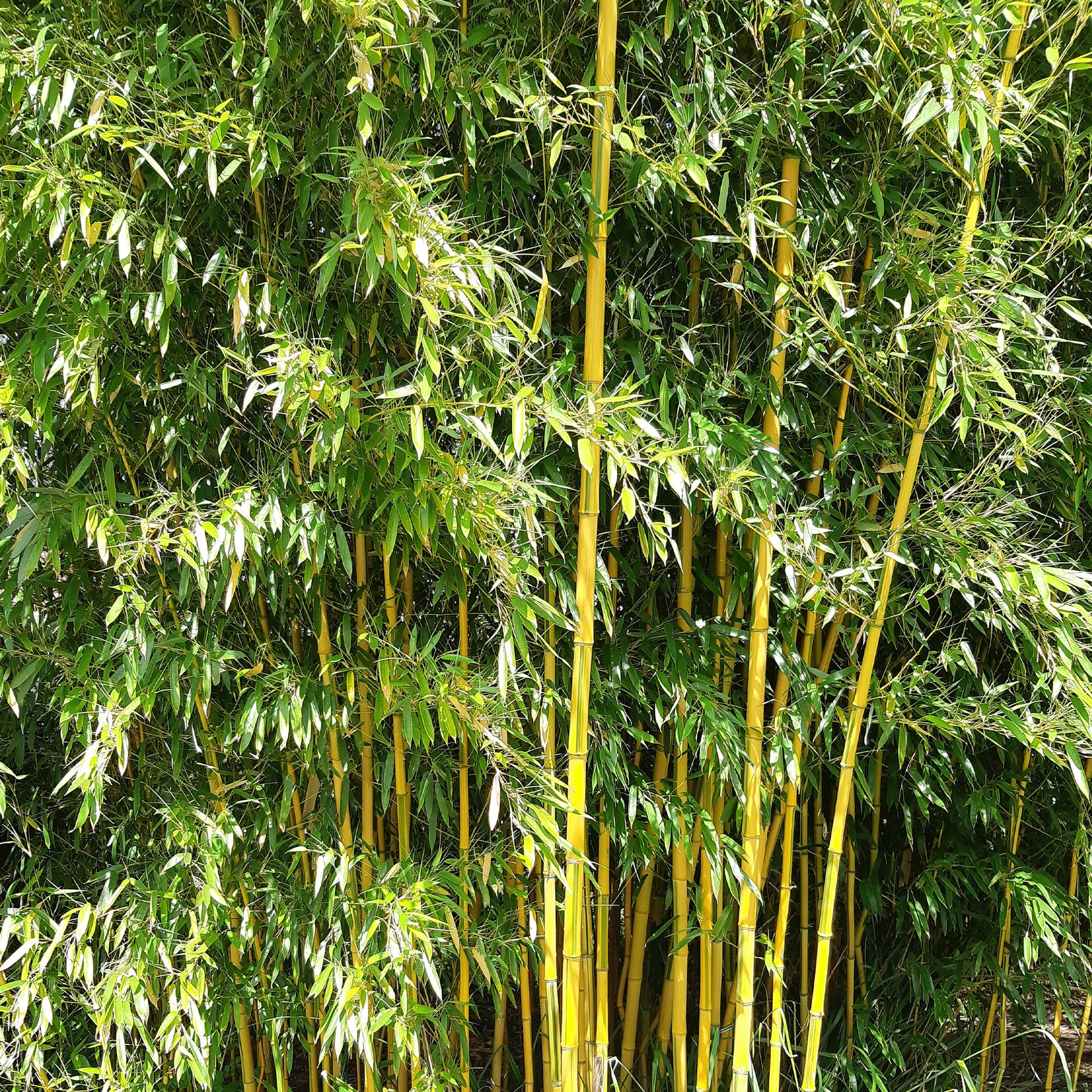 Bambou traçant panaché - Phyllostachys aureosulcata spectabilis - Plantes