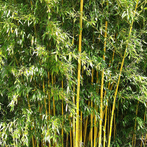 Bambou traçant panaché - Phyllostachys aureosulcata spectabilis - Plantes