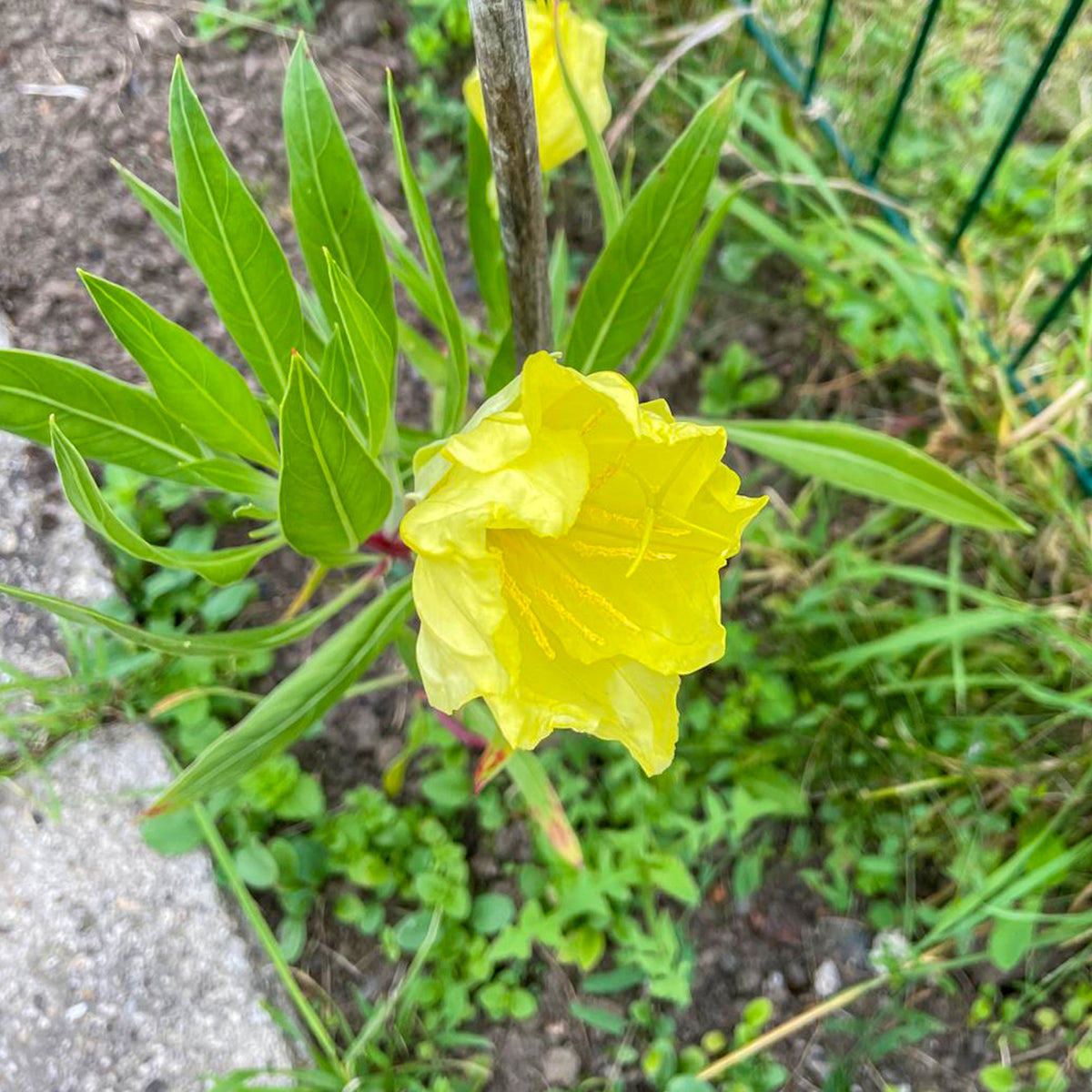 2 Oenothères à grandes fleurs - Onagre - Willemse