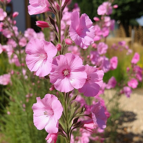 Massif fleuri facile - 8 plantes vivaces - Superficie environ 1,5 m²