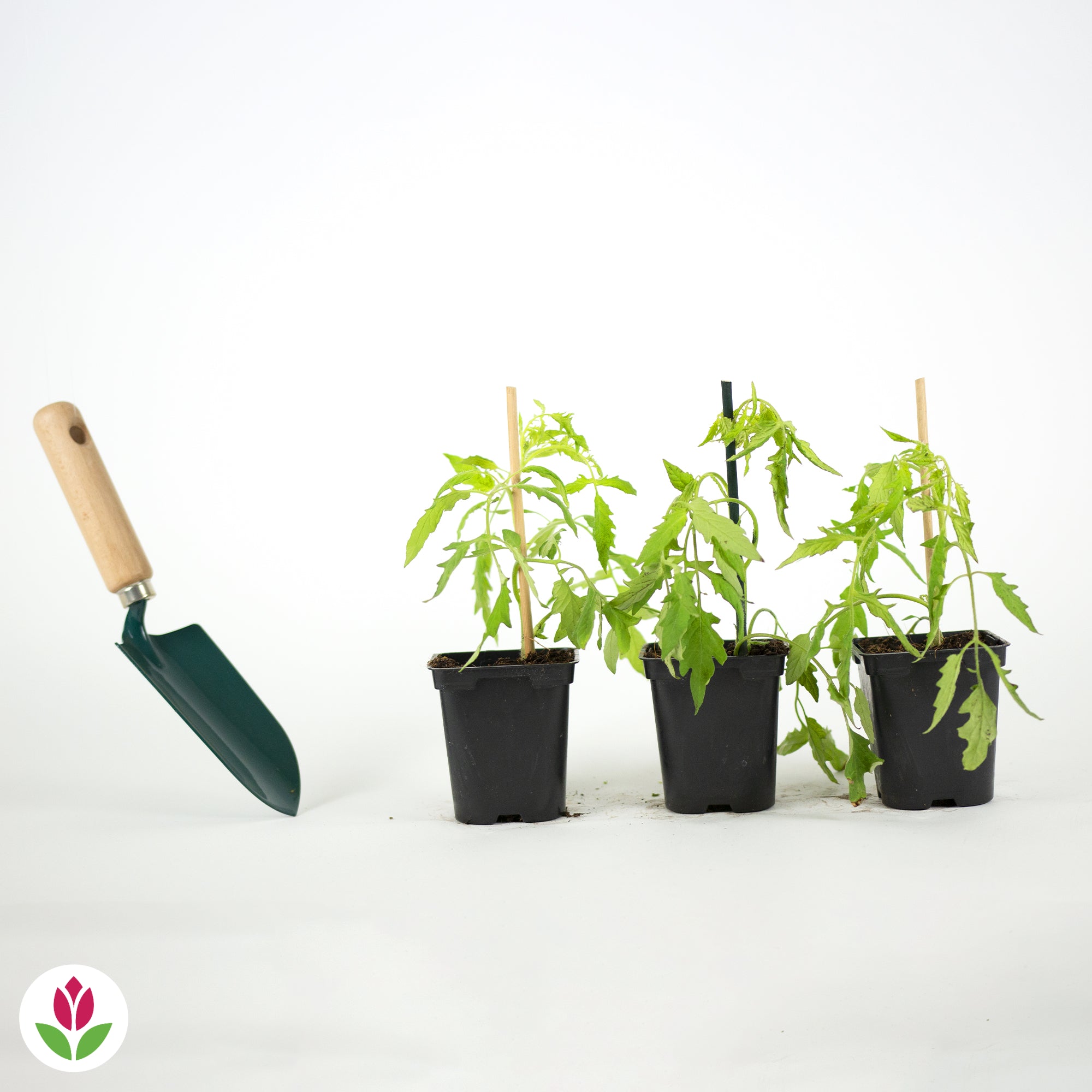 3 Plants de Tomate Coeur de Boeuf