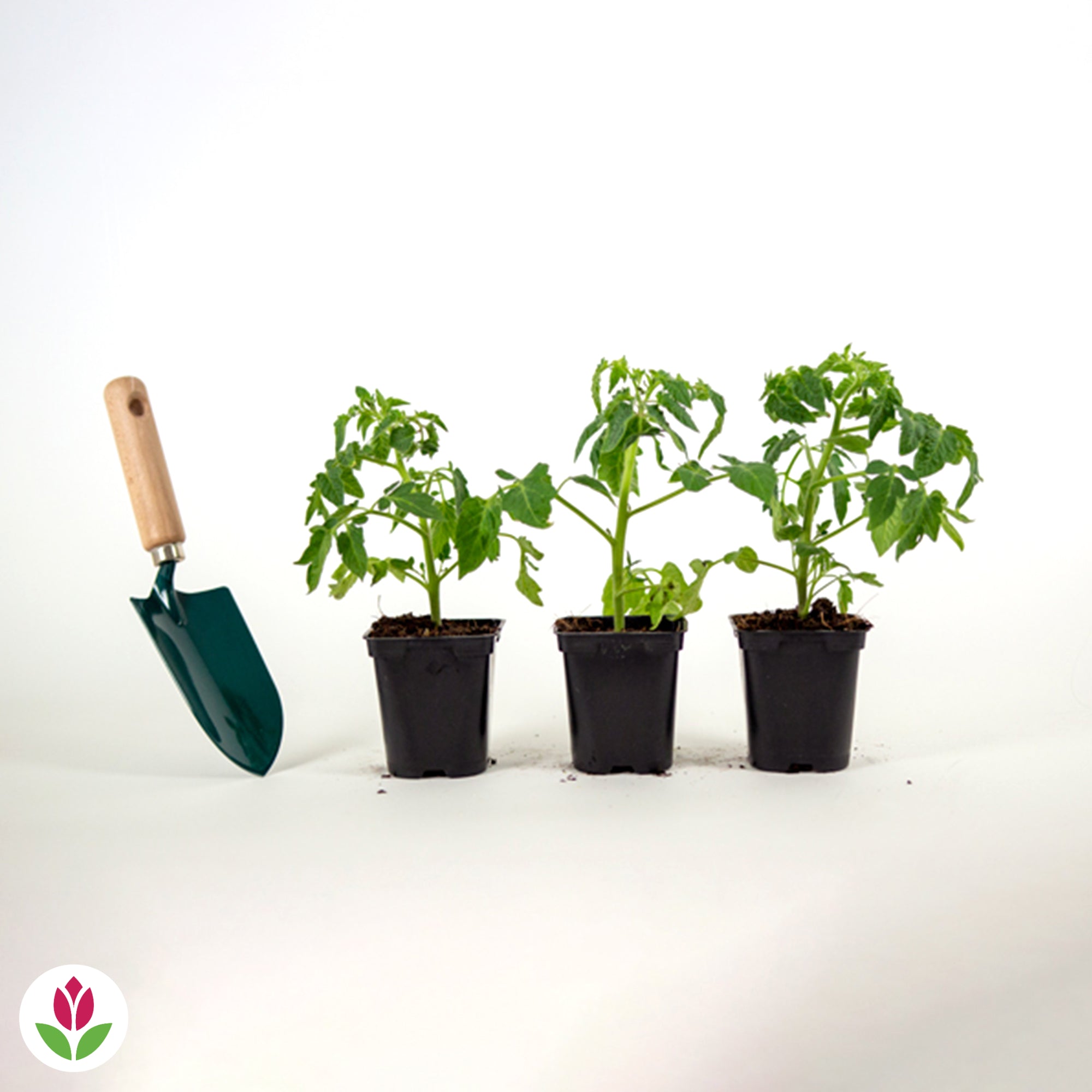 3 Plants de Tomate Olivette Roma