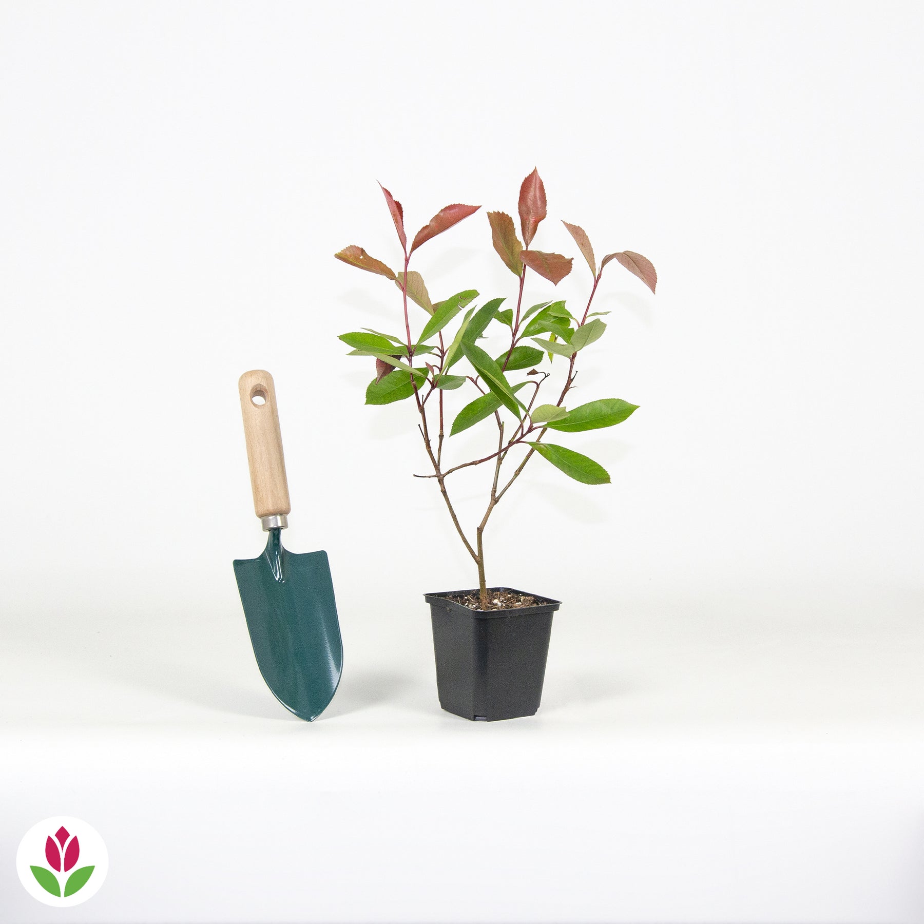 Photinia Red Robin