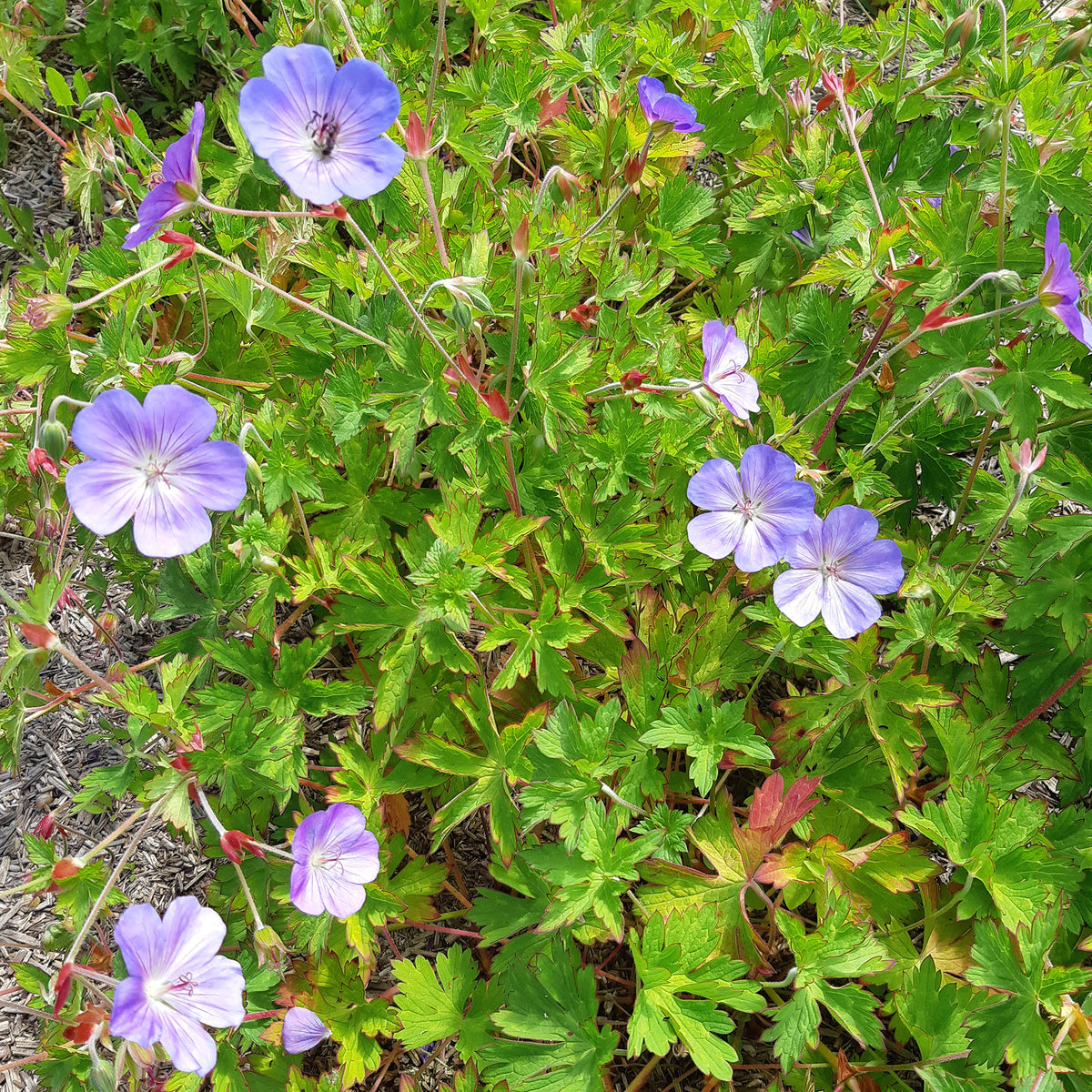 Géranium vivace Rozanne - Willemse