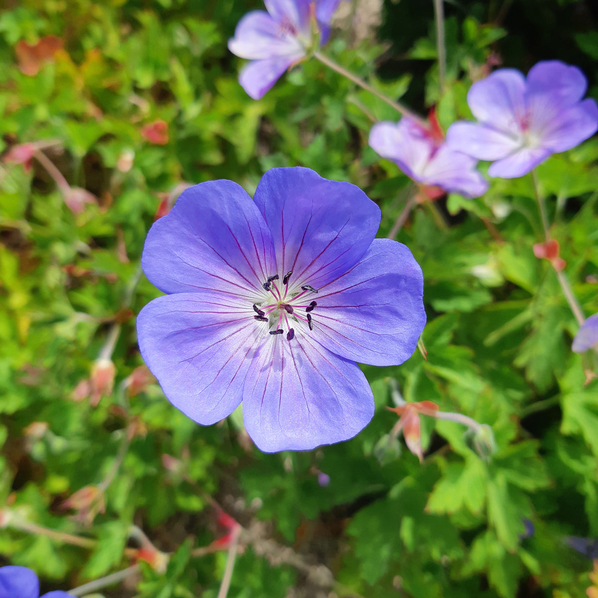 Géranium vivace Rozanne - Geranium gerwat rozanne - Willemse