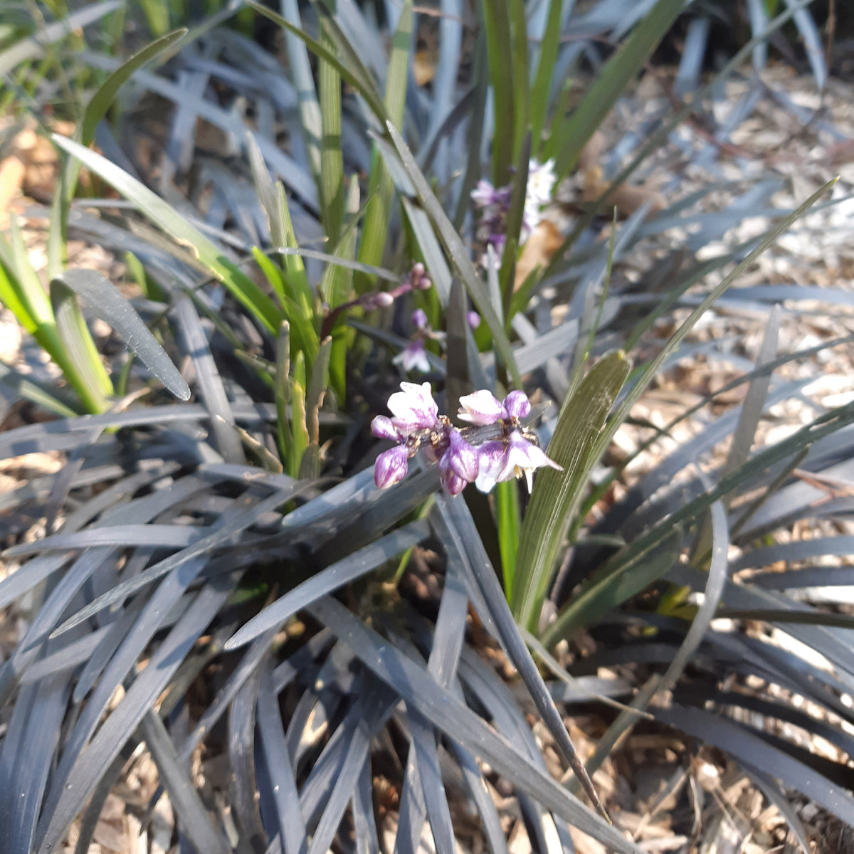 Ophiopogon noir Niger - Ophiopogon planiscapus Niger - Willemse