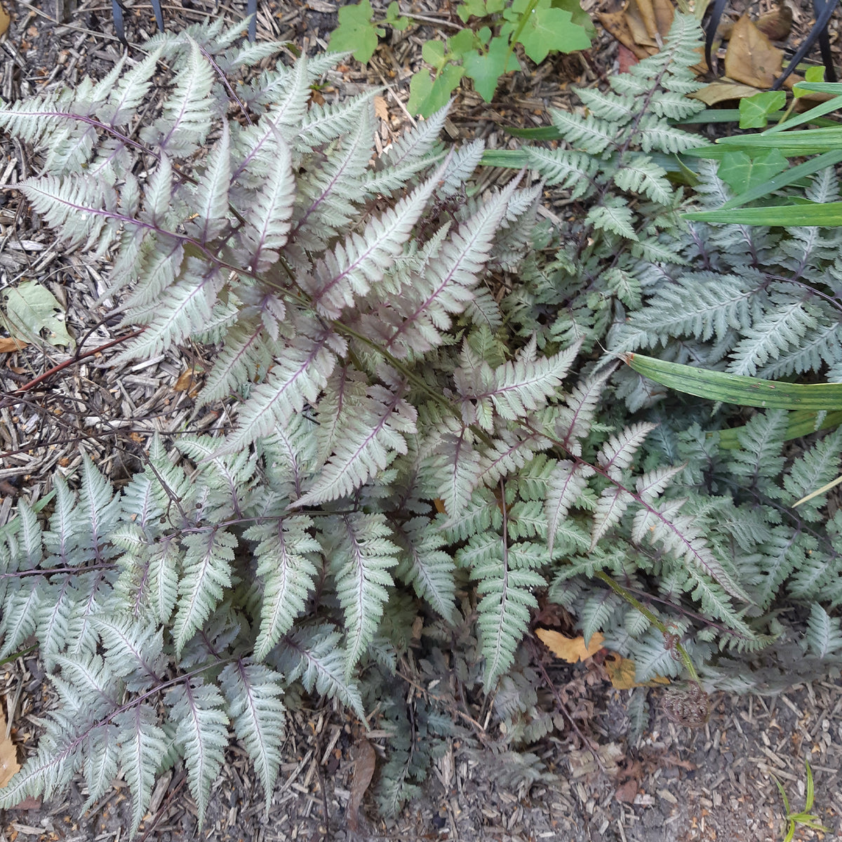 Fougère peinte Metallicum - Athyrium niponicum var. pictum (metallicum) - Plantes