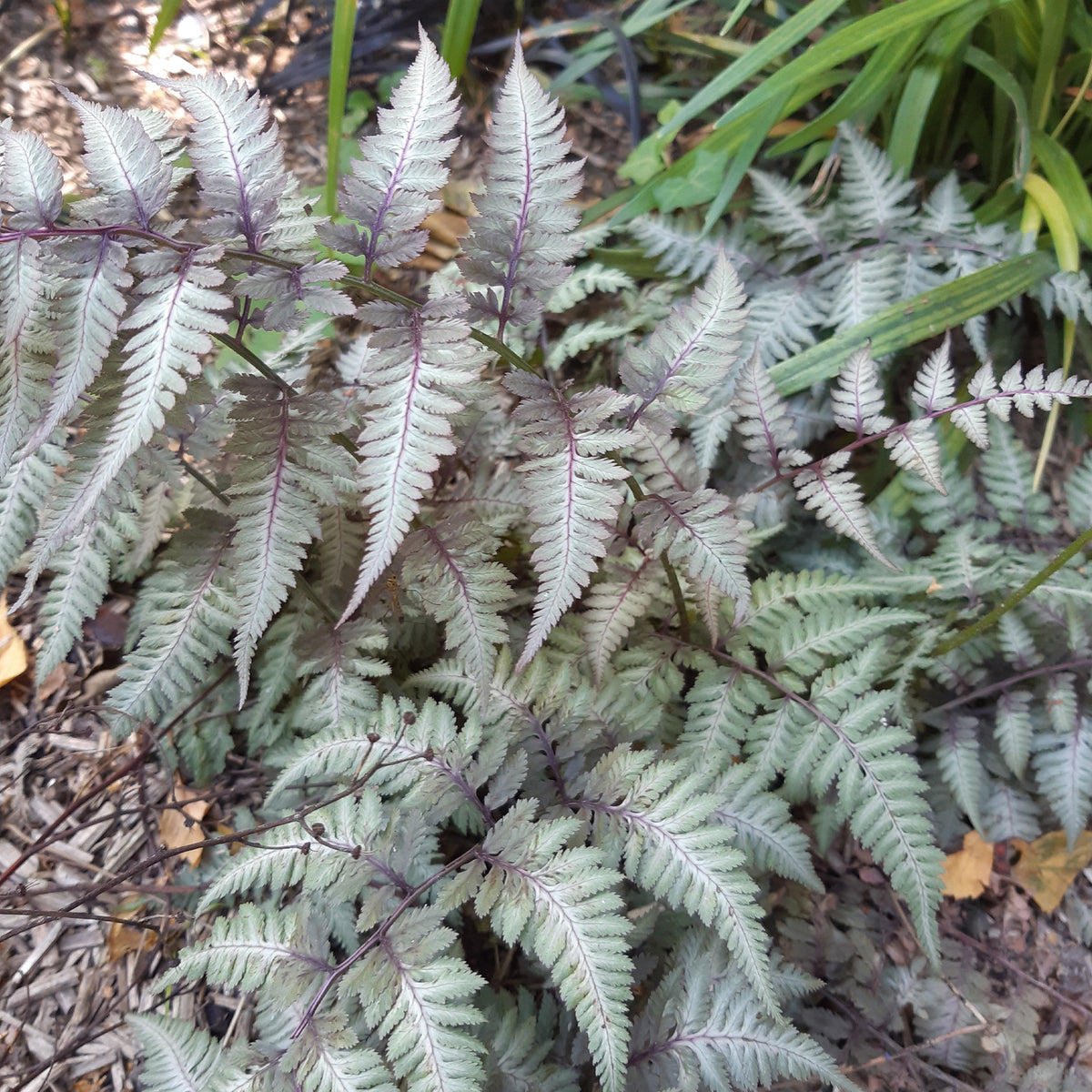 Fougère peinte Metallicum - Athyrium niponicum var. pictum (metallicum) - Willemse