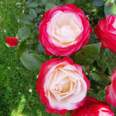 Rosier buisson Nostalgie ® - Rosa nostalgie ® - Plantes