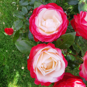 Rosier buisson Nostalgie ® - Rosa nostalgie ® - Plantes