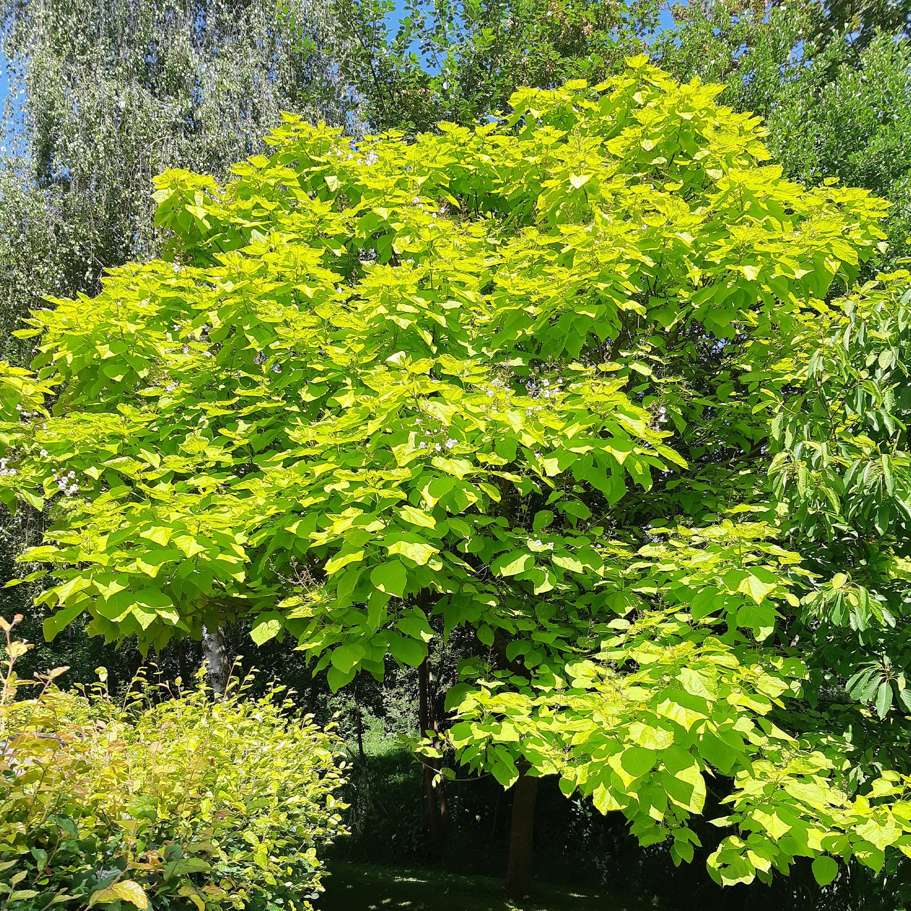 Catalpa commun Aurea - Catalpa bignonioides aurea - Plantes