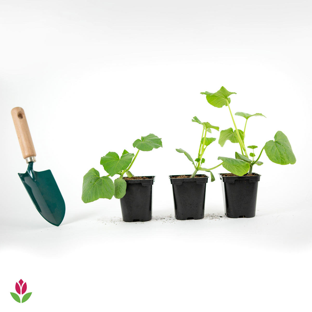 3 Plants de Courge Butternut Sibelle