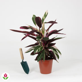 Calathea 'Triostar' - Calathea triostar - Calathea