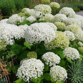 Hortensia Hydrangea 'Strong Annabelle' Blanc - Arbustes à fleurs