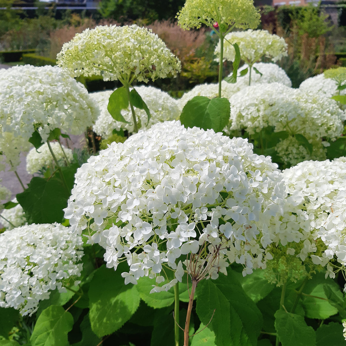 Hortensia Hydrangea 'Strong Annabelle' Blanc - Arbustes à fleurs