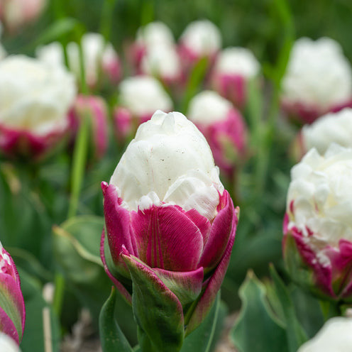 7 Tulipes doubles Ice Cream