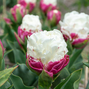 7 Tulipes doubles Ice Cream