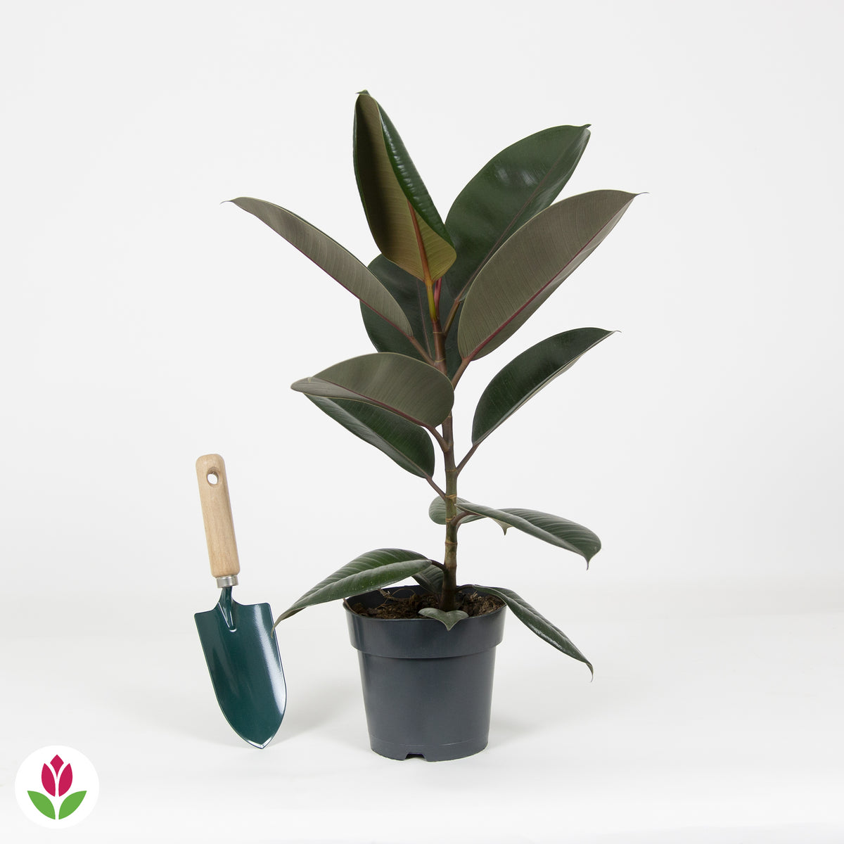 Caoutchouc Abidjan - Ficus elastica Abidjan - Plantes d'intérieur