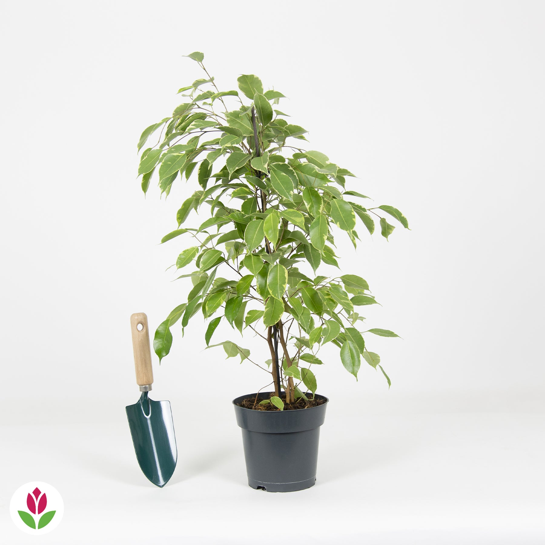 Quel terreau pour mon Ficus ? - Gamm vert