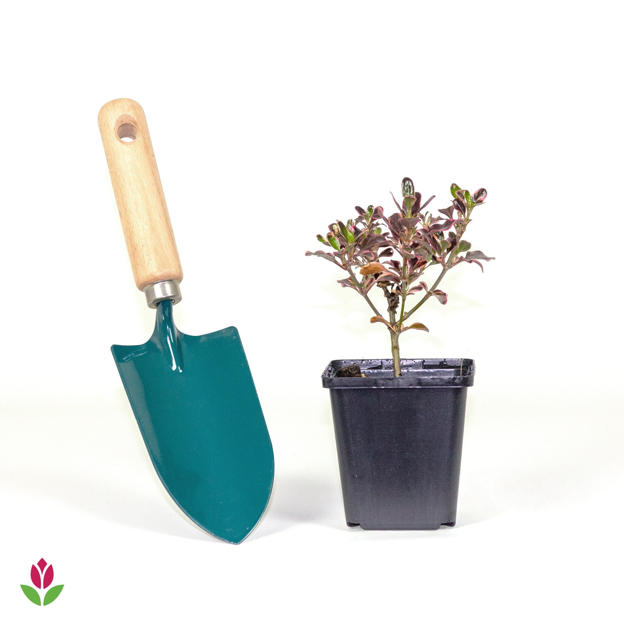 Coprosma repens Eclipse®