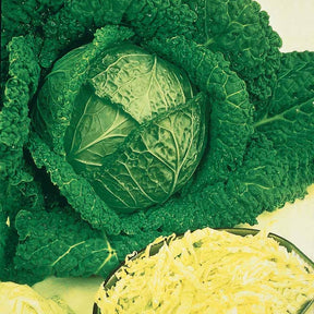 Chou de Milan Gros des Vertus 2 - Brassica oleracea sabauda gros des vertus 2 - Potager