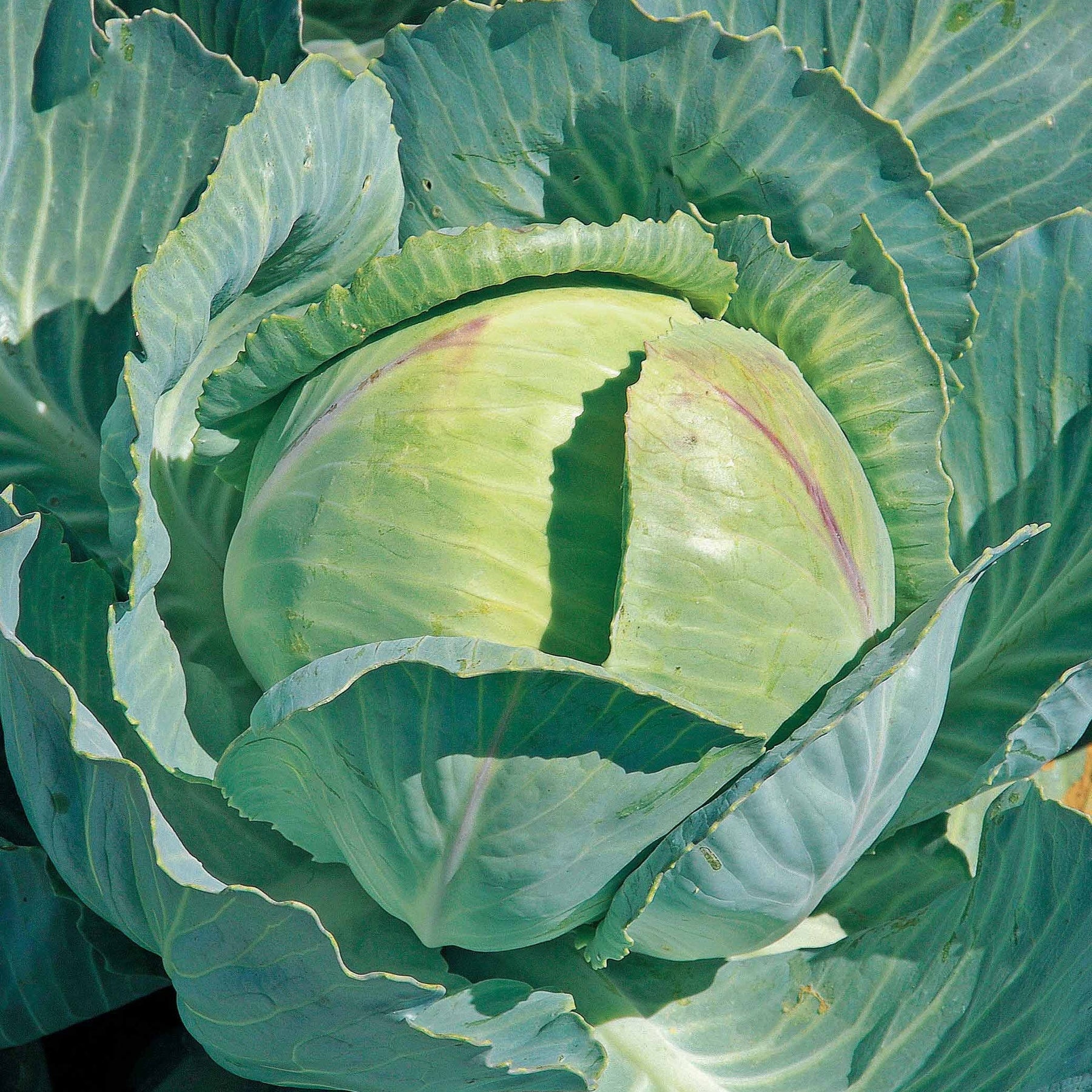 Choux cabus Tête de pierre F1 - Brassica oleracea sabauda tête de pierre f1 - Potager