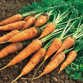 Carotte Géante de Tilques à pétiole vert - Daucus carota géante de tilques à pétiole vert - Graines de fruits et légumes