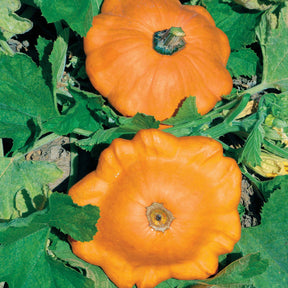 Pâtisson orange - Cucurbita pepo - Potager