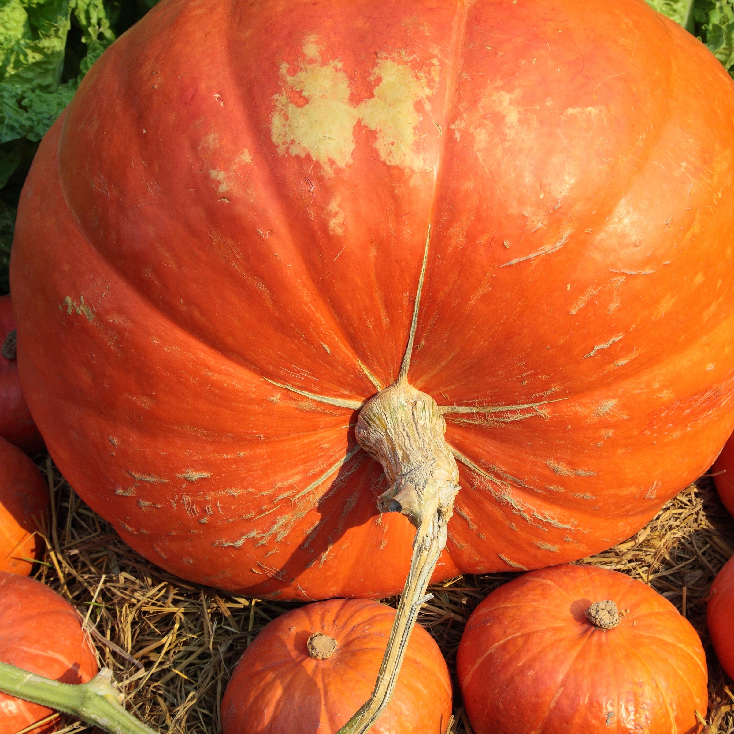 Potiron Atlantic Giant - Cucurbita maxima atlantic giant - Potager