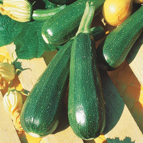 Courgette verte non coureuse des maraîchers Bio - Cucurbita pepo verte non coureuse des maraîchers - Potager